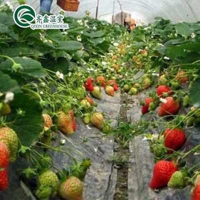 Film Cover Double Layer Hydroponics Grow Kit System for Greenhouse