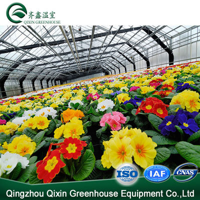 Vegetable Fruits Flowers Tomatoes Hot Galvanizing Aluminum Steel Structure Greenhouse