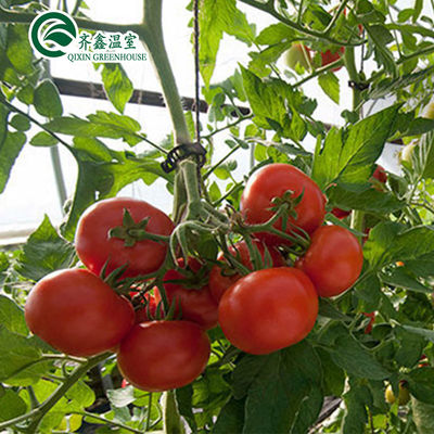 Ventilation-Friendly Tomato Greenhouse with Dutch Bucket and Plastic Film Covering
