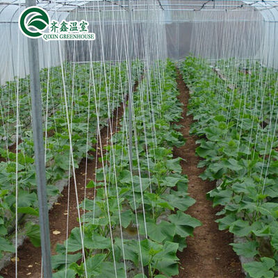 Ventilation-Friendly Tomato Greenhouse with Dutch Bucket and Plastic Film Covering