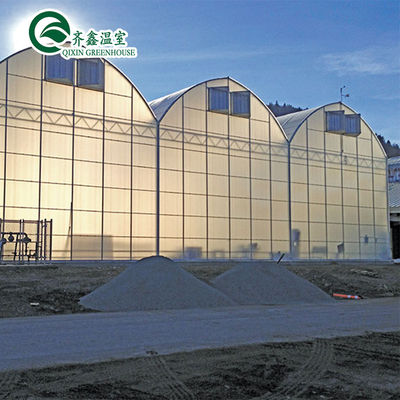 Ventilation-Friendly Tomato Greenhouse with Dutch Bucket and Plastic Film Covering