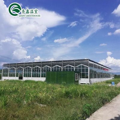 Multi-Span Agricultural Greenhouses Prefabricated Rain Shelter for Tomato Cultivation
