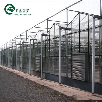 Large Customized Agricultural Glass Greenhouse with PVC Hydroponic Gutter System