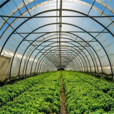 Film Cover Single Layer Agricultural Greenhouse for Sustainable Farming