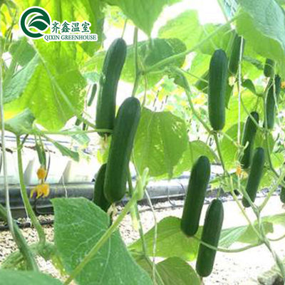 Multi-Span Agricultural Greenhouses with Used Container Hydroponic Growing Systems