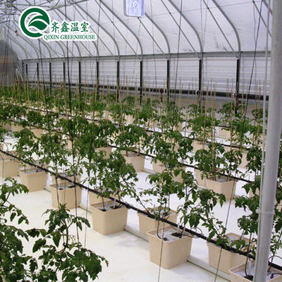 Multi-Span Agricultural Greenhouses with Used Container Hydroponic Growing Systems