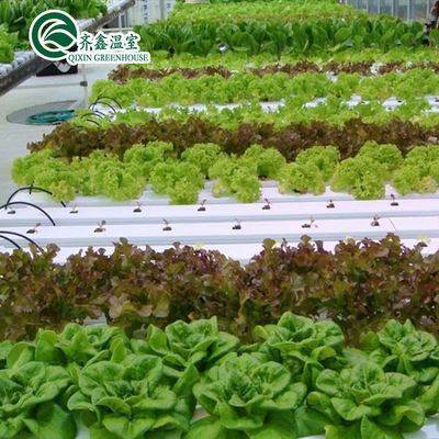 Multi-Span Agricultural Greenhouses with Used Container Hydroponic Growing Systems