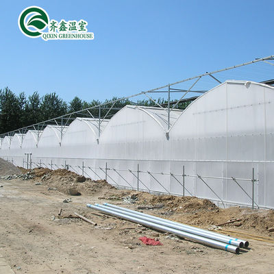 Multi-Span Agricultural Greenhouses with Used Container Hydroponic Growing Systems