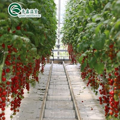 Grow Your Own Vegetables Fruits and Flowers with Our Commercial Greenhouse Philippines