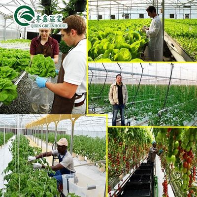 Grow Your Own Vegetables Fruits and Flowers with Our Commercial Greenhouse Philippines