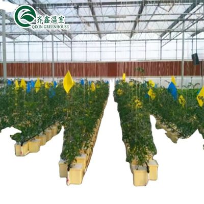 Commercial Aquaponic Aquarium System Prefabricated PO Greenhouses for Vegetables
