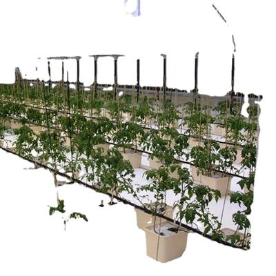 Commercial Aquaponic Aquarium System Prefabricated PO Greenhouses for Vegetables