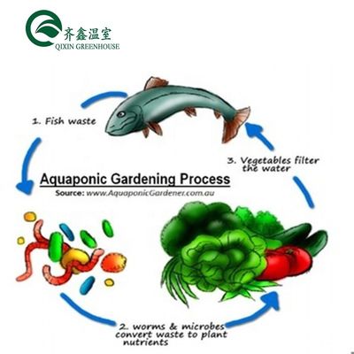 Vegetable Fruits Flowers Aquaponics System Multi-Span Agricultural Greenhouses Yield