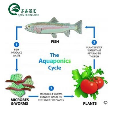 Vegetable Fruits Flowers Aquaponics System Multi-Span Agricultural Greenhouses Yield