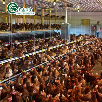 Large Double Layer Chicken Farm Multi-Span Film Greenhouse Customizable Size