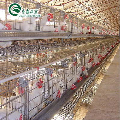 Large Double Layer Chicken Farm Multi-Span Film Greenhouse Customizable Size