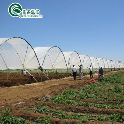 Large Double Layer Chicken Farm Multi-Span Film Greenhouse Customizable Size