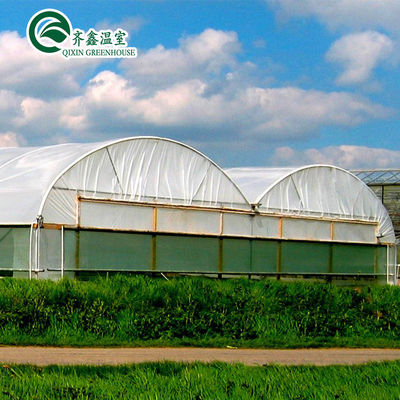 Large Double Layer Chicken Farm Multi-Span Film Greenhouse Customizable Size