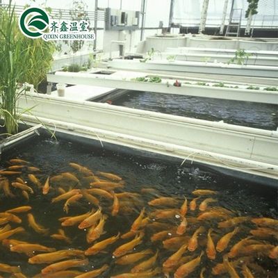 Galvanized Steel Structure Venlo Glass Greenhouse for Growing Vegetable Fruits Flowers
