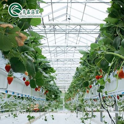 Galvanized Steel Structure Venlo Glass Greenhouse for Growing Vegetable Fruits Flowers