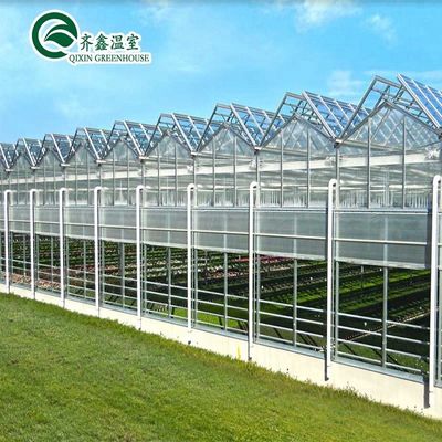 Good Light Permeability Essential for Venlo Glass Greenhouse in Agricultural Industry