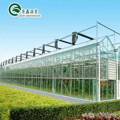 Good Light Permeability Essential for Venlo Glass Greenhouse in Agricultural Industry
