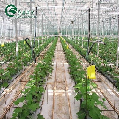 Good Light Permeability Essential for Venlo Glass Greenhouse in Agricultural Industry
