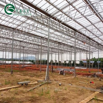 Good Light Permeability Essential for Venlo Glass Greenhouse in Agricultural Industry