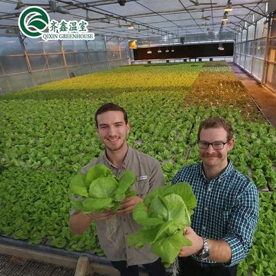 Multi-Span Agricultural Greenhouses with PO Film Redefining Indoor Hydroponic Systems