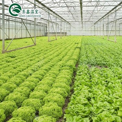 Multi-Span Agricultural Greenhouses with PO Film Redefining Indoor Hydroponic Systems