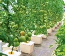 Large Hydroponics Pump for Maximum Growth of Vegetables Fruits and Flowers
