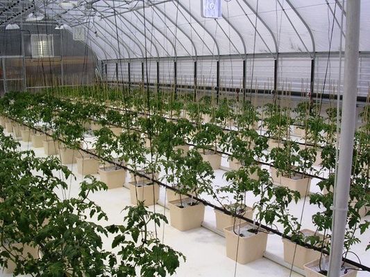 PO Film Double Layer Hydroponic Container for Superior Plant Growth Results