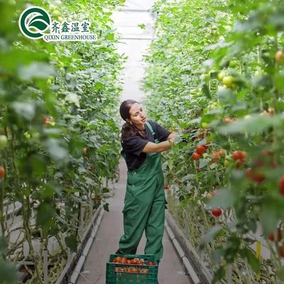 Film Cover Double Layer Hydroponics Grow Kit System for Greenhouse