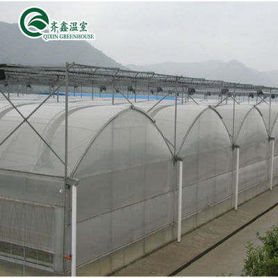 Customized Multi-span Vegetable Grow Tunnel Greenhouse for Vegetable Cultivation