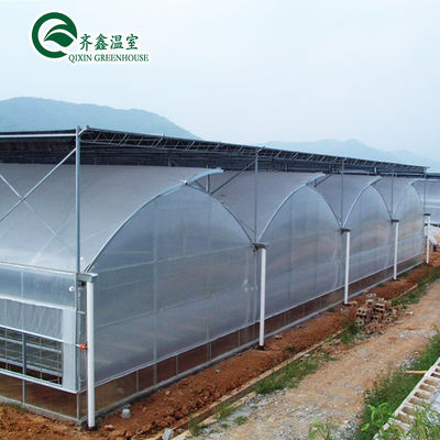 Customized Multi-span Vegetable Grow Tunnel Greenhouse for Vegetable Cultivation