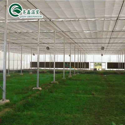 Multi-Span Greenhouse Film Customized for UV Protection and Optimal Growing Conditions