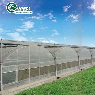 Multi-Span Greenhouse Film Customized for UV Protection and Optimal Growing Conditions