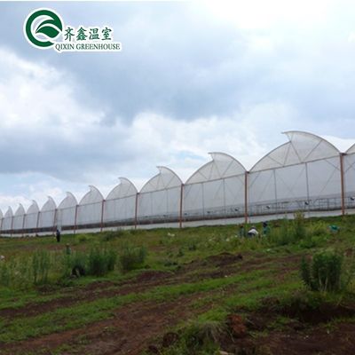Ventilation Vents for Optimal Growth of Tomatoes and Other Vegetables in Greenhouse